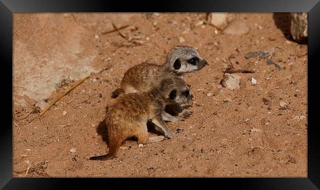  baby meerkats Framed Print by stephen king