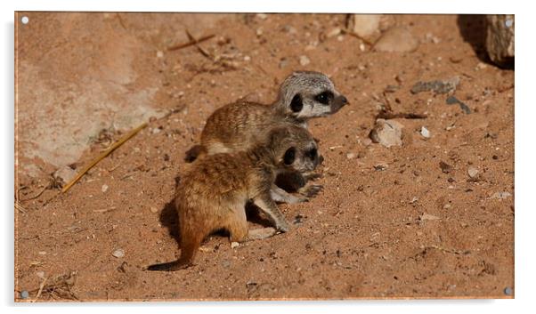  baby meerkats Acrylic by stephen king