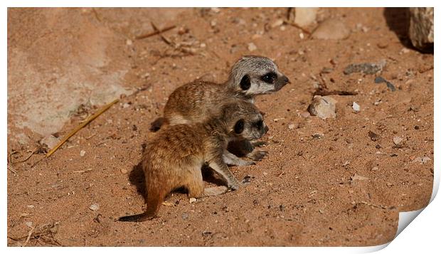  baby meerkats Print by stephen king