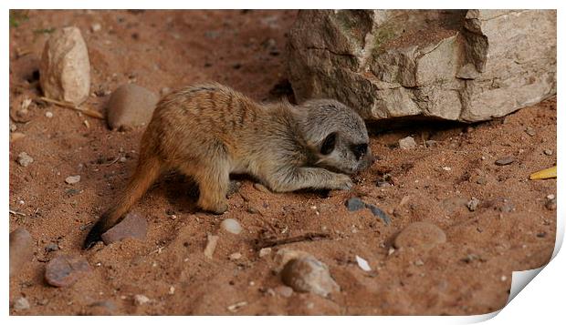  baby meerkat Print by stephen king