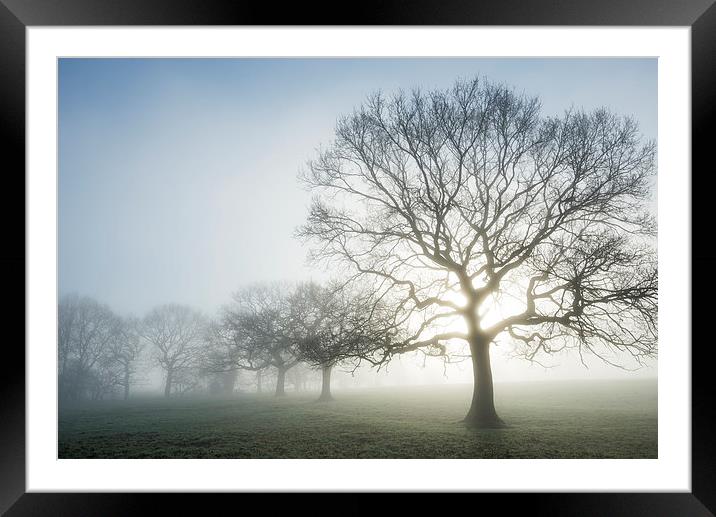 Glowing Oak on an ethereal morning Framed Mounted Print by Andrew Kearton