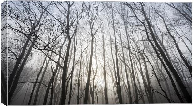  Glowing mist in the bare branches Canvas Print by Andrew Kearton