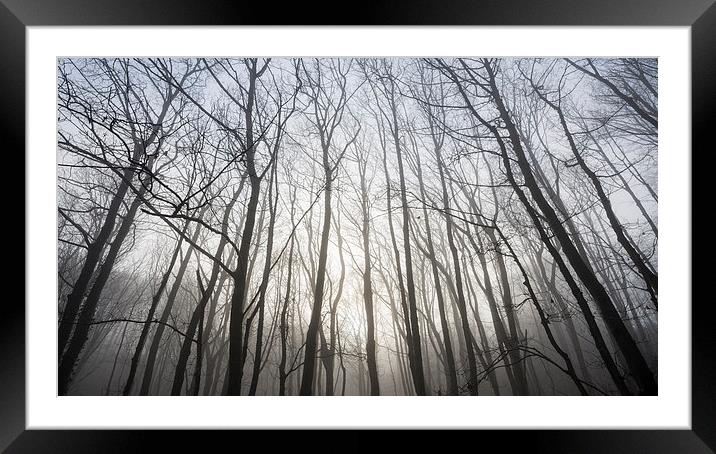  Glowing mist in the bare branches Framed Mounted Print by Andrew Kearton