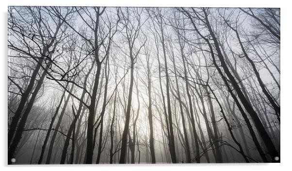  Glowing mist in the bare branches Acrylic by Andrew Kearton