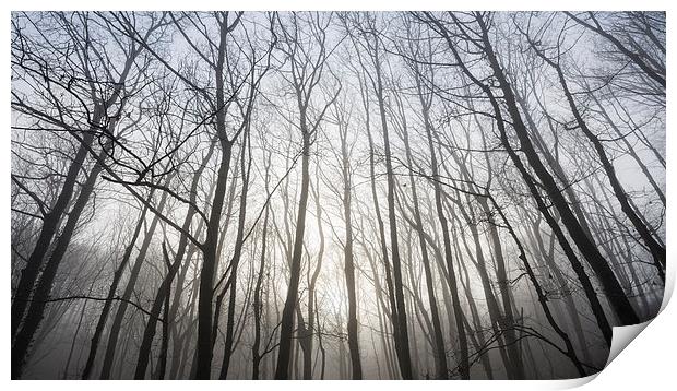  Glowing mist in the bare branches Print by Andrew Kearton