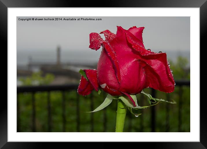 Red Rose at Whitby  Framed Mounted Print by shawn bullock