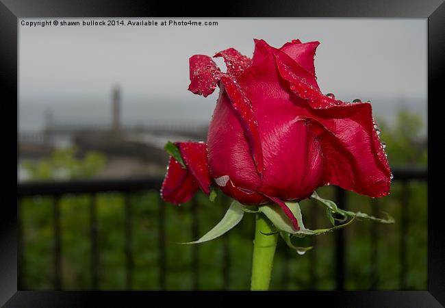 Red Rose at Whitby  Framed Print by shawn bullock