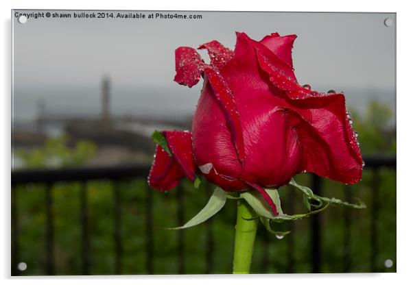 Red Rose at Whitby  Acrylic by shawn bullock