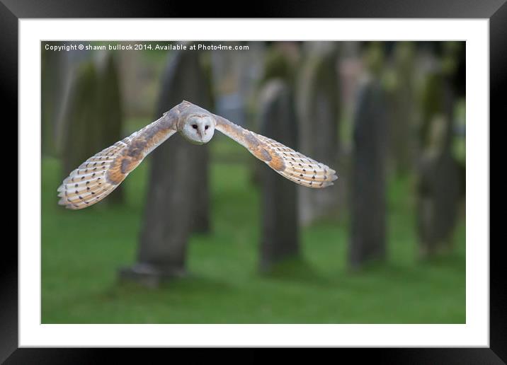  barn owl in flight Framed Mounted Print by shawn bullock