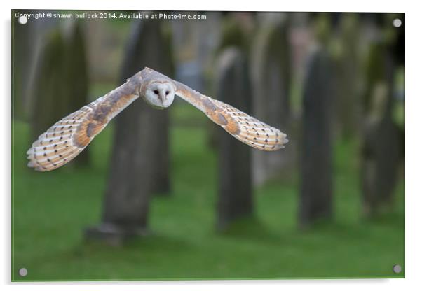  barn owl in flight Acrylic by shawn bullock