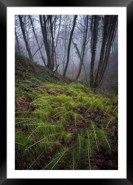  In the damp, misty woods Framed Mounted Print by Andrew Kearton