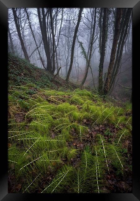  In the damp, misty woods Framed Print by Andrew Kearton