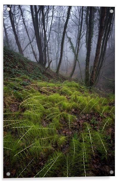  In the damp, misty woods Acrylic by Andrew Kearton