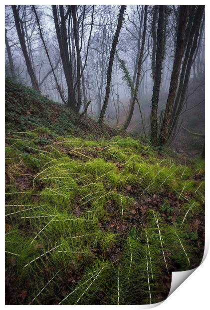  In the damp, misty woods Print by Andrew Kearton