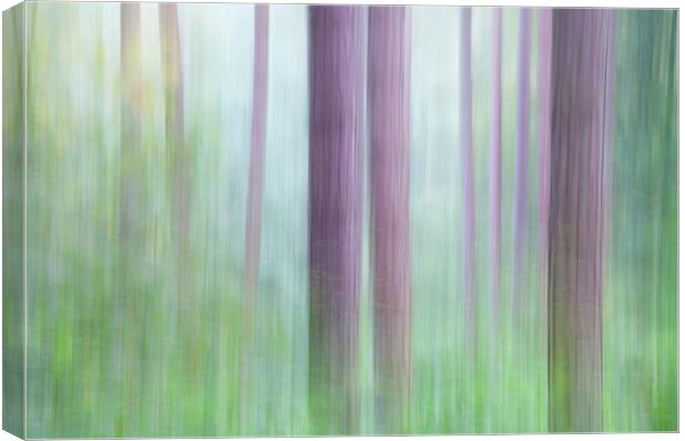  Colours of the Pine forest Canvas Print by Andrew Kearton