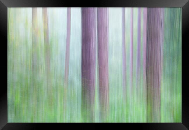  Colours of the Pine forest Framed Print by Andrew Kearton