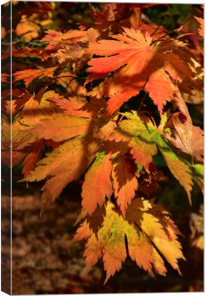 Maples leaves and ripple effect  Canvas Print by Jonathan Evans