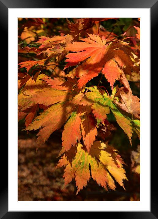 Maples leaves and ripple effect  Framed Mounted Print by Jonathan Evans
