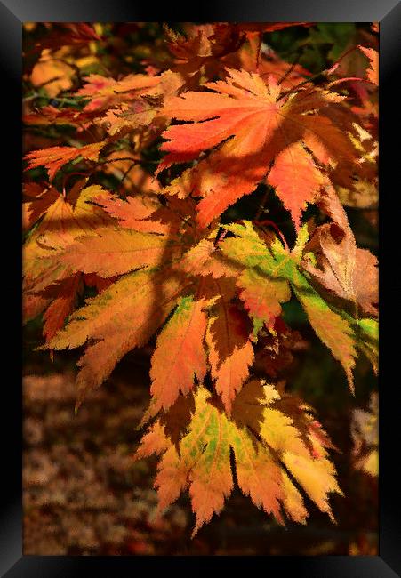 Maples leaves and ripple effect  Framed Print by Jonathan Evans