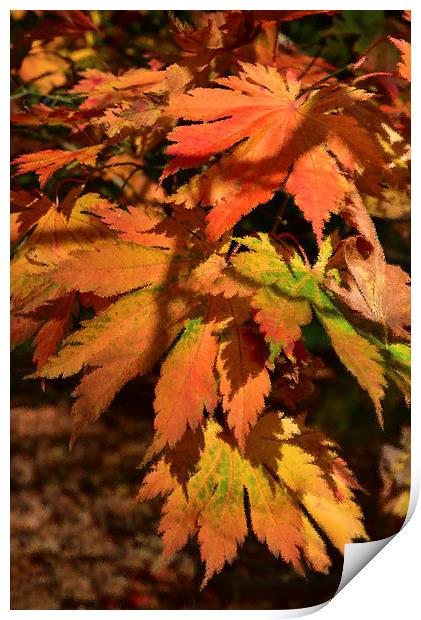 Maples leaves and ripple effect  Print by Jonathan Evans