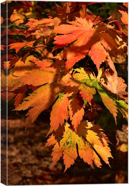 Maple leaves painting effect  Canvas Print by Jonathan Evans