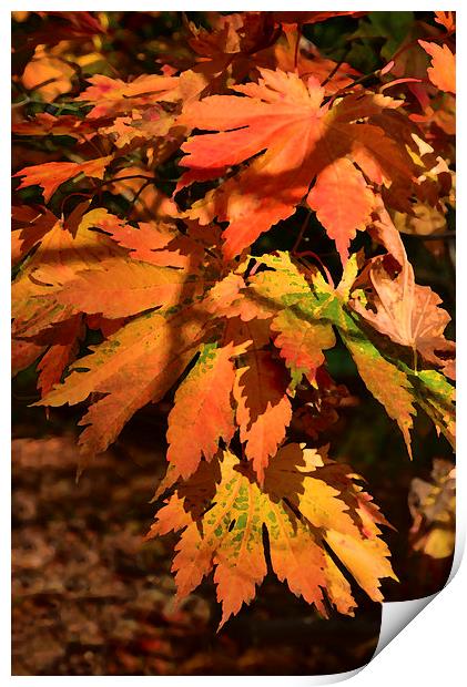 Maple leaves painting effect  Print by Jonathan Evans
