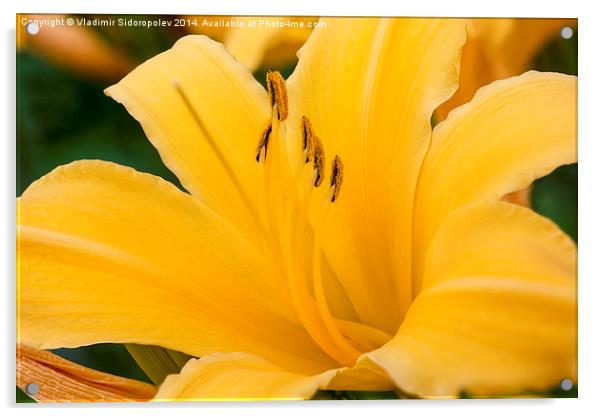  Yellow lily Acrylic by Vladimir Sidoropolev
