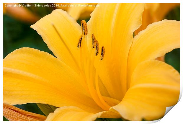  Yellow lily Print by Vladimir Sidoropolev