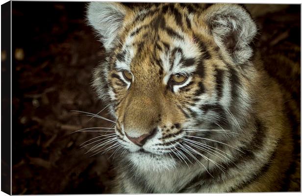  Sumatran tiger Cub Canvas Print by Alan Whyte