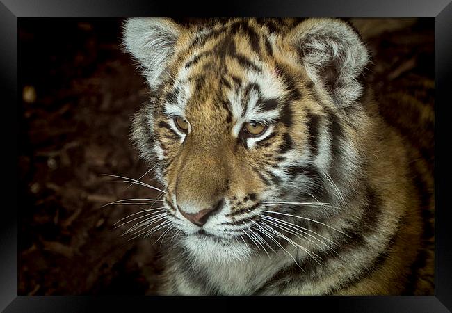  Sumatran tiger Cub Framed Print by Alan Whyte