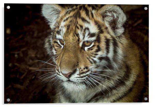  Sumatran tiger Cub Acrylic by Alan Whyte