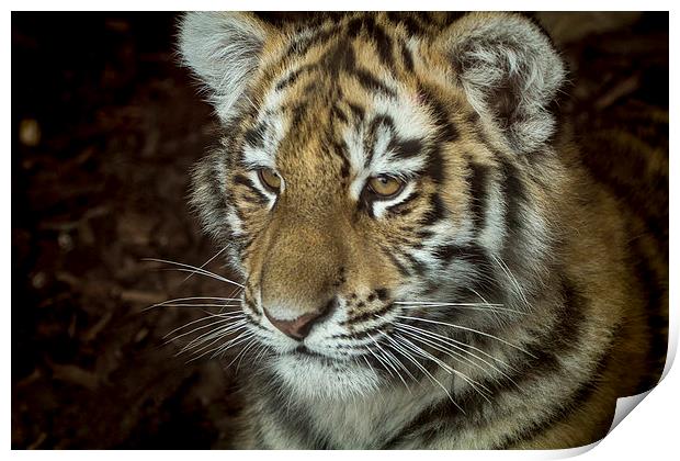  Sumatran tiger Cub Print by Alan Whyte