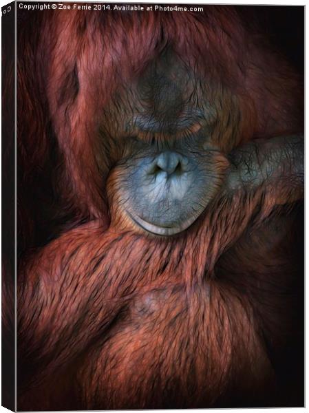 Portrait of an orangutan Canvas Print by Zoe Ferrie