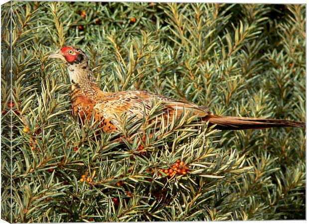  Pheasantly Pleased Canvas Print by Alan Whyte