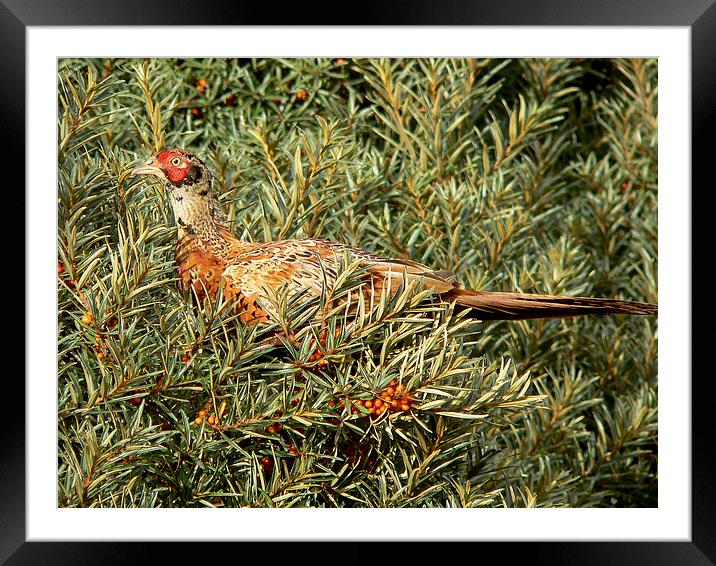  Pheasantly Pleased Framed Mounted Print by Alan Whyte