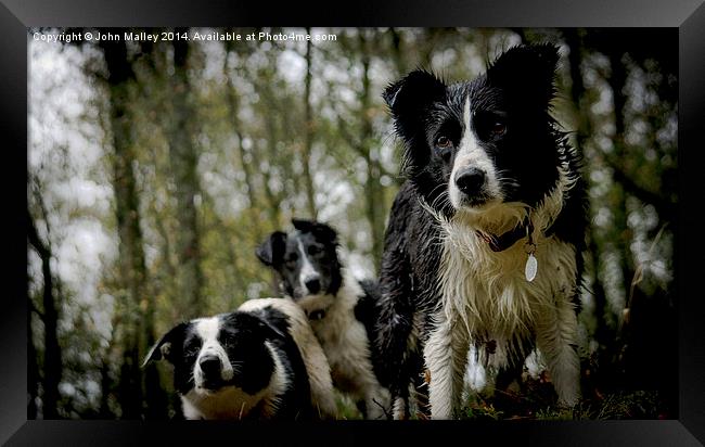  Border Collie Eye Framed Print by John Malley