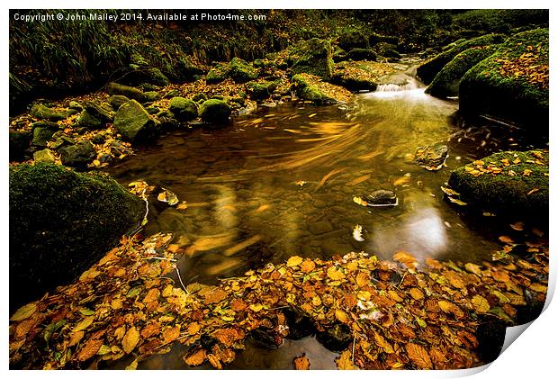  Flowing Autumn Leaves  Print by John Malley
