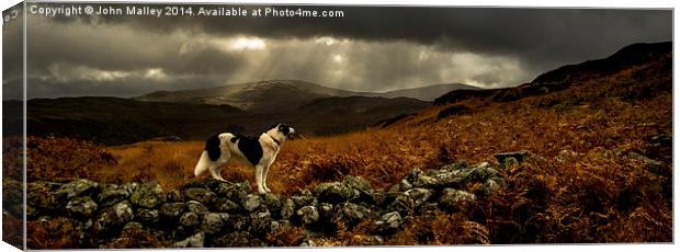  Surveying for Sheep Canvas Print by John Malley