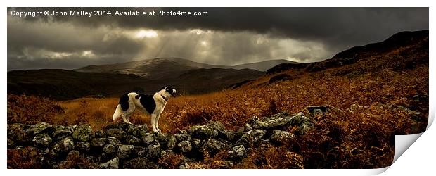  Surveying for Sheep Print by John Malley