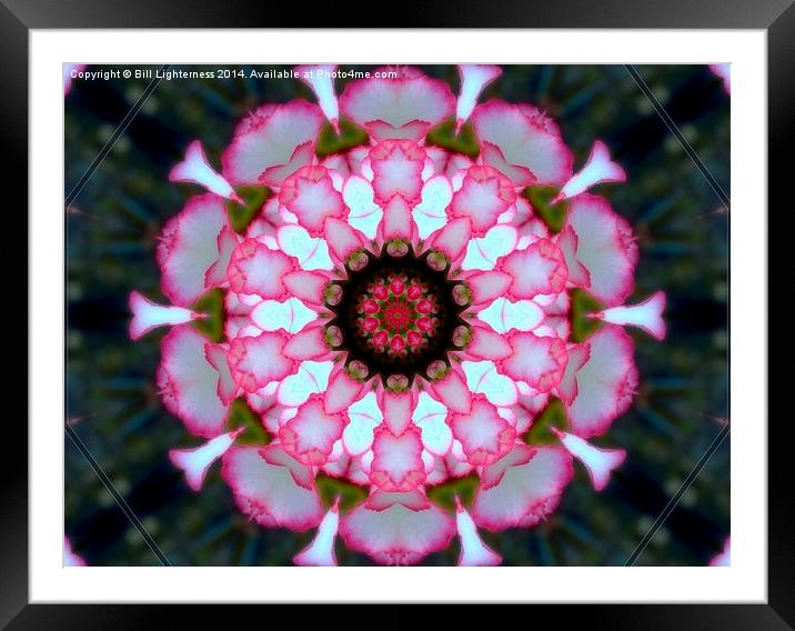  All in Pink Framed Mounted Print by Bill Lighterness