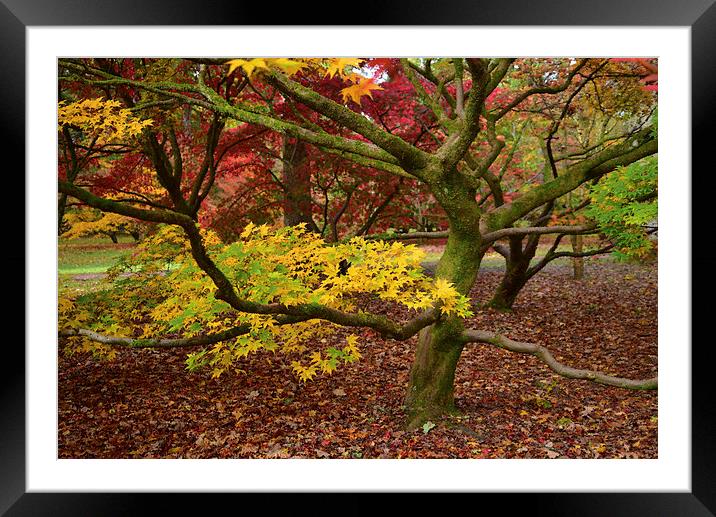 Maple tree in foliage as they turn colour during A Framed Mounted Print by Jonathan Evans