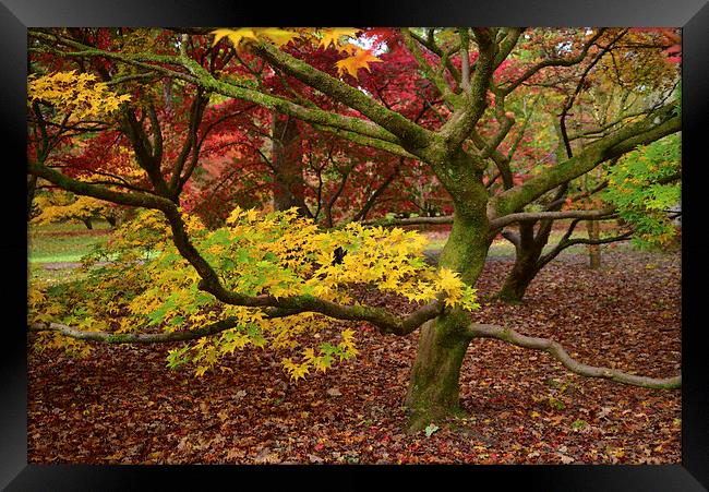 Maple tree in foliage as they turn colour during A Framed Print by Jonathan Evans