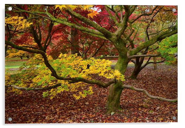 Maple tree in foliage as they turn colour during A Acrylic by Jonathan Evans