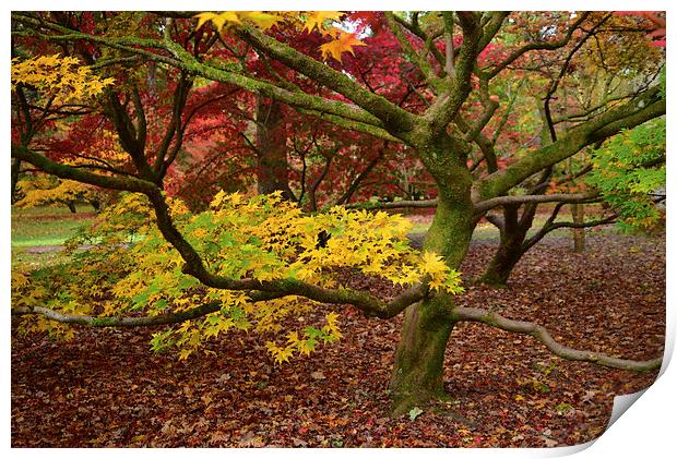 Maple tree in foliage as they turn colour during A Print by Jonathan Evans