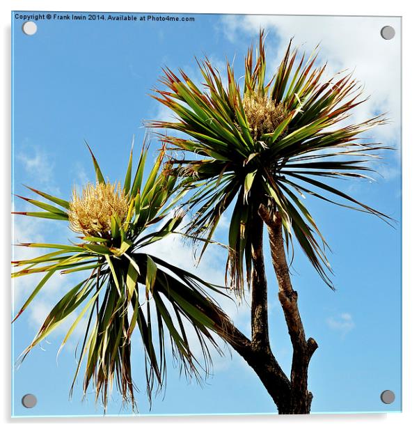  Sea-side decorative Palm Tree Acrylic by Frank Irwin