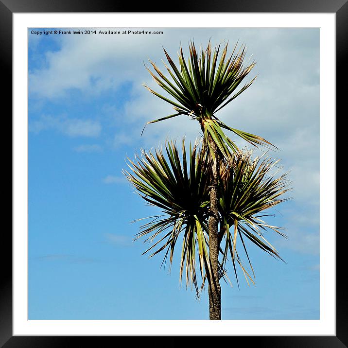  Sea-side decorative Palm Tree Framed Mounted Print by Frank Irwin