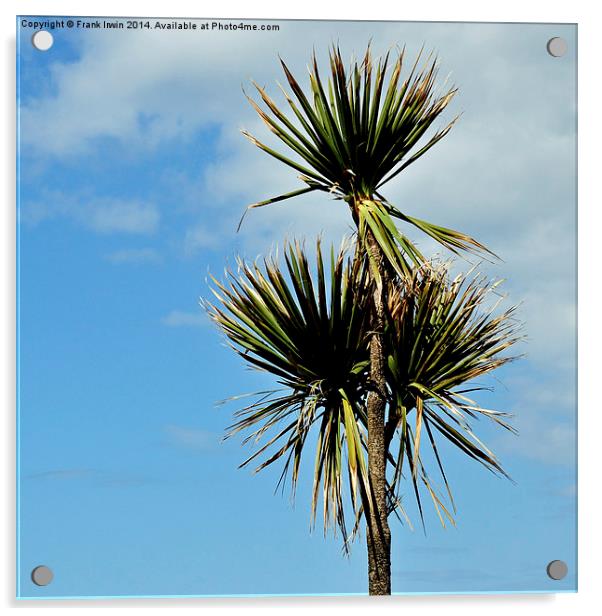  Sea-side decorative Palm Tree Acrylic by Frank Irwin