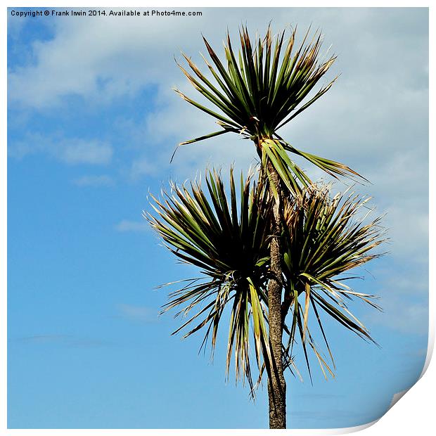  Sea-side decorative Palm Tree Print by Frank Irwin
