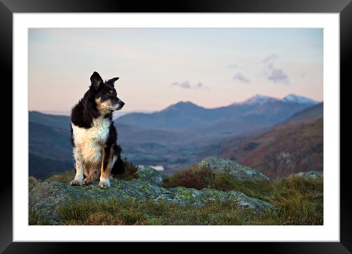 Gelert - April 2001 to November 2015 Framed Mounted Print by Rory Trappe
