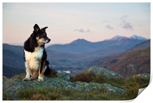 Gelert - April 2001 to November 2015 Print by Rory Trappe